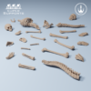 Human Skeleton