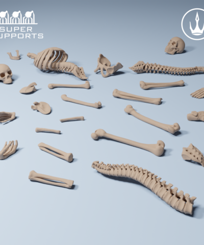 Human Skeleton